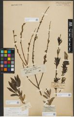 Foto von Salix purpurea L.